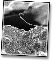 Implant Biocompatibility-1.jpg