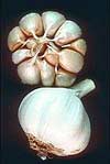 Garlic-1.jpg