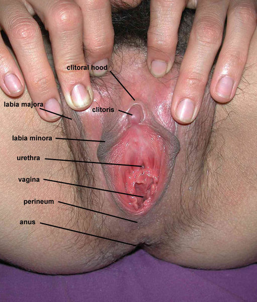 File:Sarahvulva.jpg