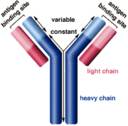 Antibody2.gif