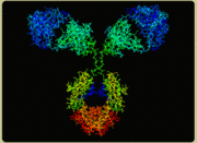 Antibody.gif